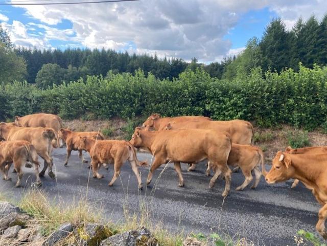 Maison De Campagne Sarroux Eksteriør billede